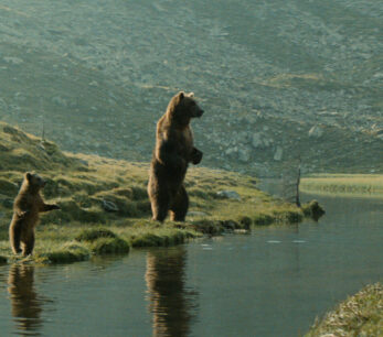 L'Ours · Jean-Jacques Annaud · Teaser